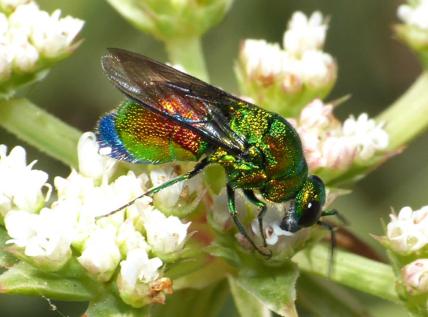 Grosso Chrysididae variopinto (Stilbum cianurum?)